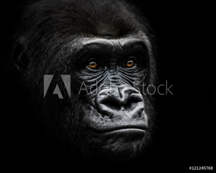 Image de Western Lowland Gorilla IV